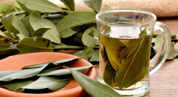 Saiba o que o chá de folha de louro pode fazer por sua saúde
